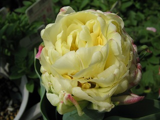 IMG_5674.jpg
