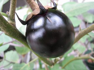 IMG_2703.jpg