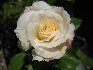 マチルダ