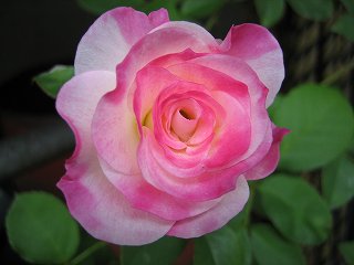 薔薇