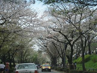 桜の屋根