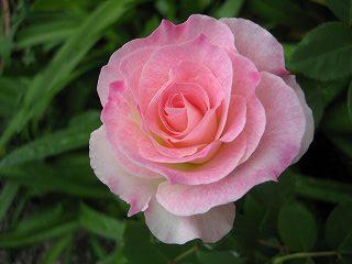 薔薇