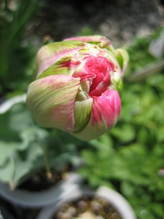 IMG_0087.jpg