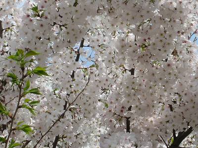 桜