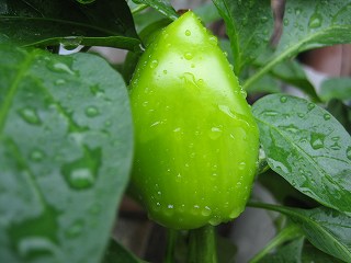 IMG_2311.jpg
