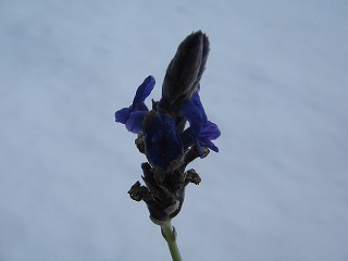 IMG_5260.jpg