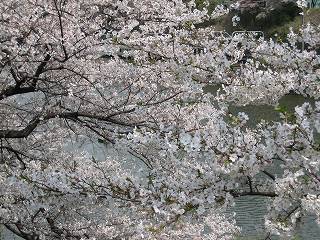 土手の桜