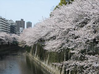 江戸川橋の桜