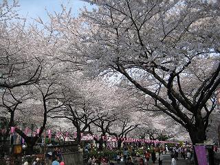 桜並木通り