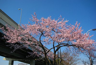 高速道路と桜