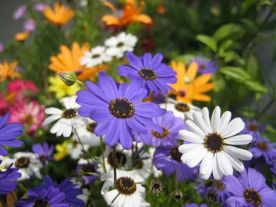 ブラキカムの寄せ植え
