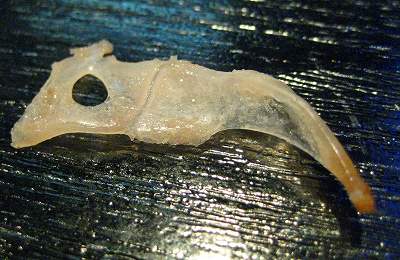 カサゴのカサゴ