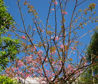 お寺の桜