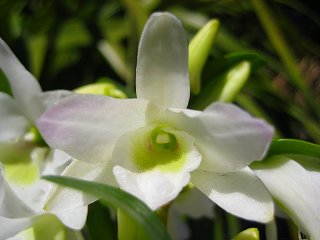 エンジェルベイビー　グリーン　愛
