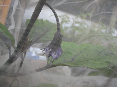 網の中
