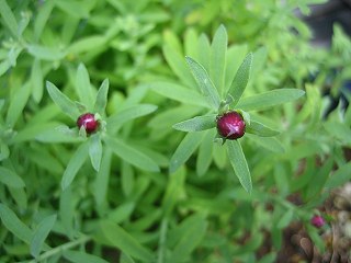 花かんざし