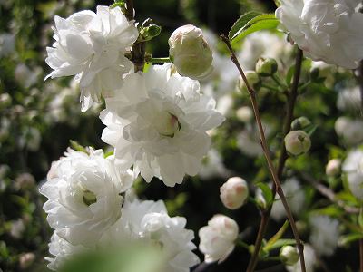 イチハラトラノオ
