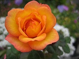 IMG_0711.jpg