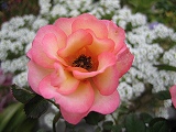 IMG_0712.jpg