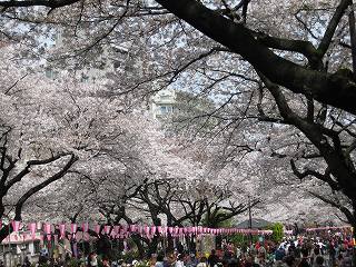 桜並木