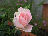 IMG_0805.jpg