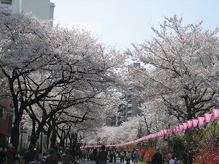 桜並木