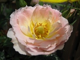 IMG_1030.jpg
