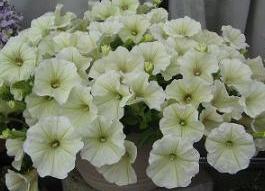 safi