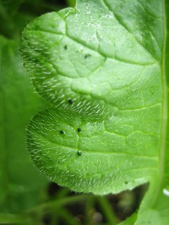 カブラハバチ幼虫のうんち