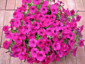 IMG_1178.jpg