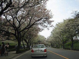 桜の屋根