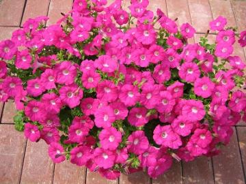 IMG_1184.jpg