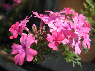 IMG_0258.jpg