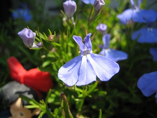 IMG_0260.jpg