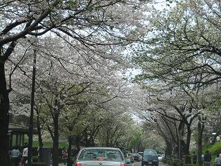 桜の屋根