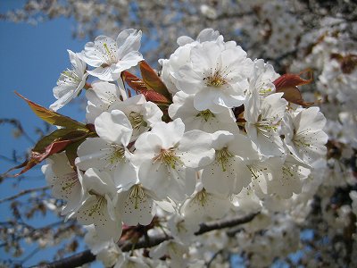 山桜