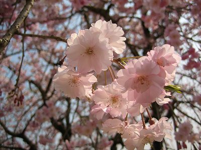 しだれ桜
