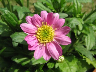 IMG_1554.jpg
