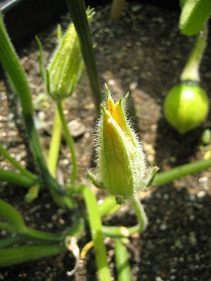 カボチャ雄花