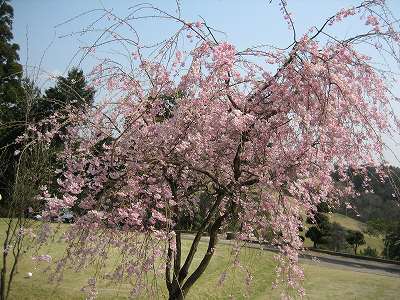 しだれ桜