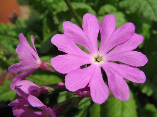 IMG_1559.jpg