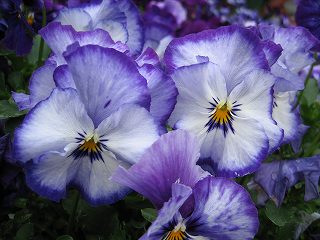 IMG_0178.jpg