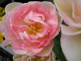 IMG_0077.jpg
