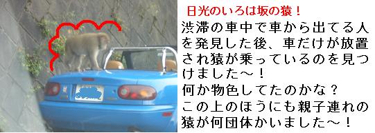青い車と猿20051030