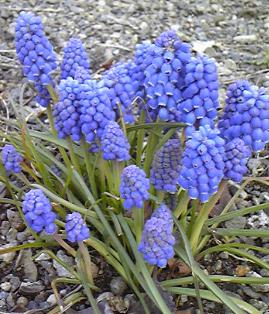 庭のムスカリ20090402