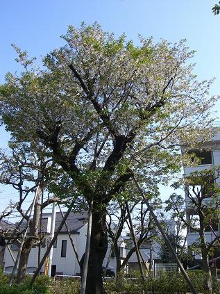 品川区立中小企業センター横の花壇の桜