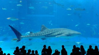 美ら海水族館
