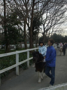 麻溝公園でポニー乗馬