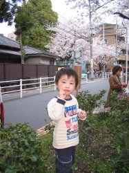 桜祭り　勇輝