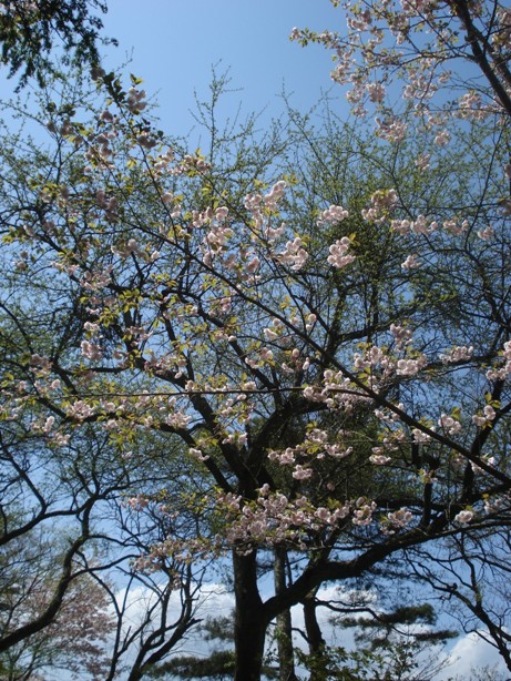 八重桜